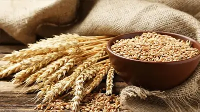 Bowl filled with choicest wheat grains placed on a rustic wooden table with gunny jute sack, wheat spikes and scattered wheat grains emphasizing Kirana King’s meticulous selection of premium-quality food grains, purity, and commitment to delivering trusted staples through careful sourcing and emphasis on superior grocery standards.